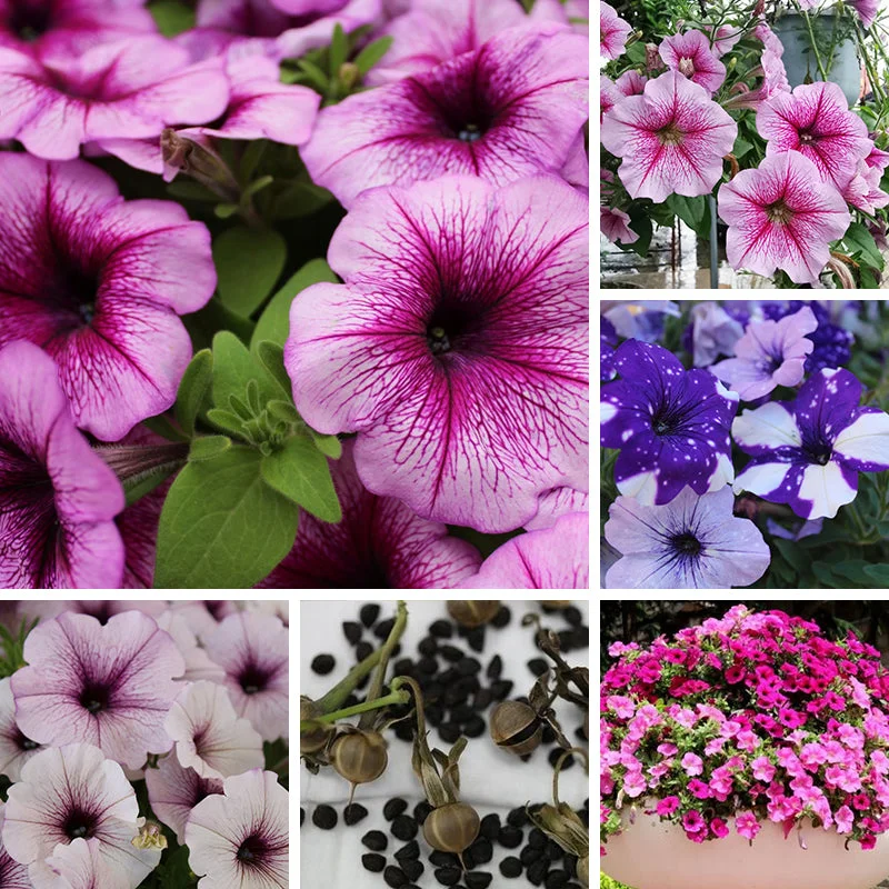 2026_06_09_3434080