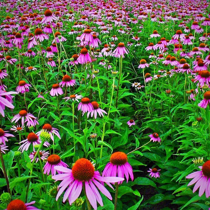 2026_06_09_3434819