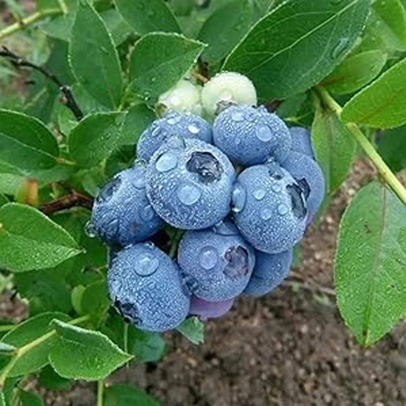 2026_06_09_3436671