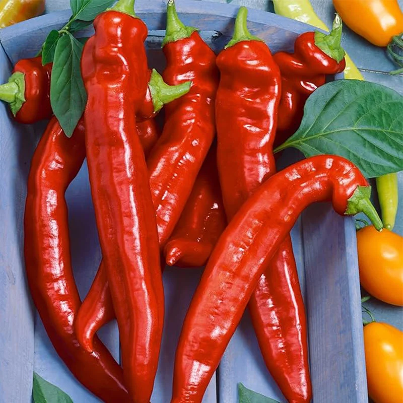 2026_06_09_3438732