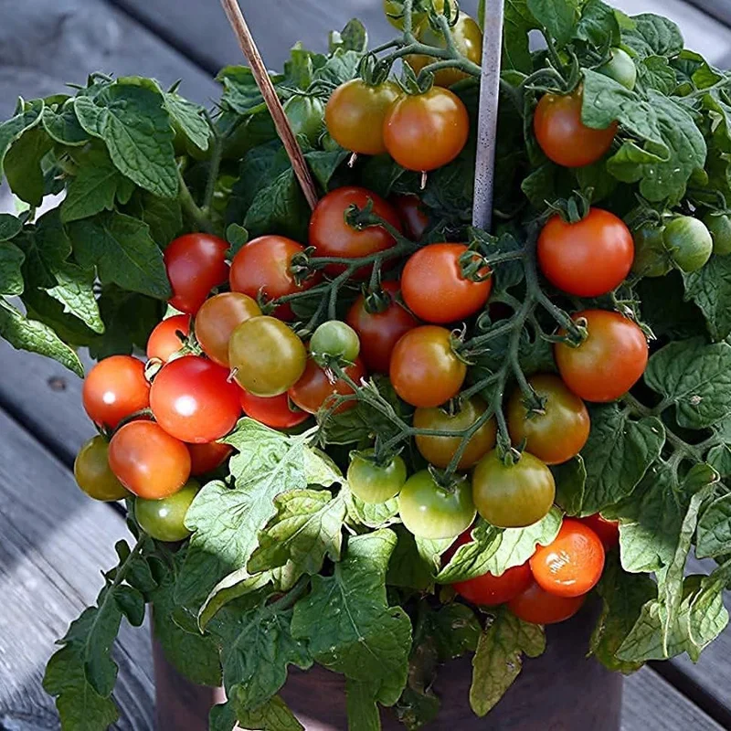 2026_06_09_3439524