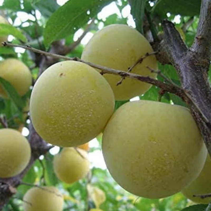 2026_06_09_3443460