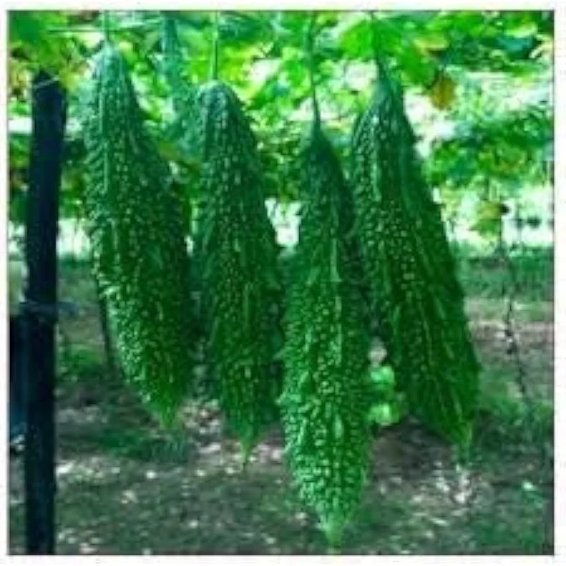 2026_06_09_3444538
