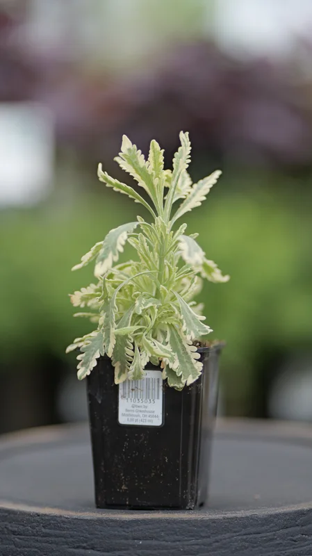 2026_06_09_3455105