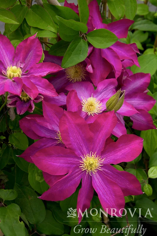 2026_06_09_3471103