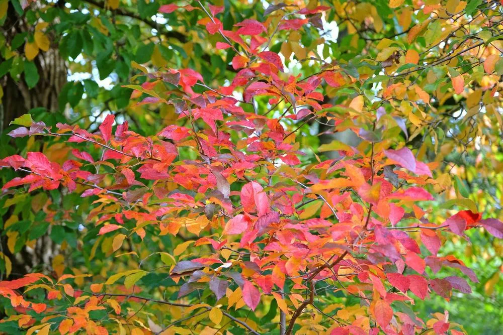 2026_06_09_3480775