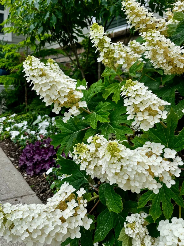 2026_06_09_3484483