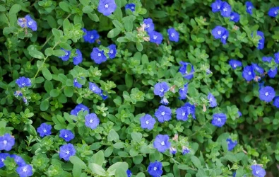2026_06_10_3509969