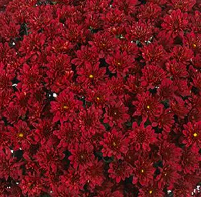 2026_06_10_3561198
