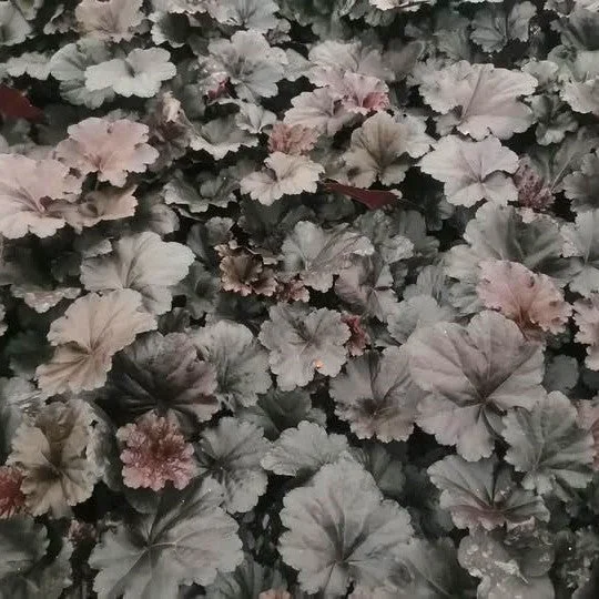 2026_06_10_3607959